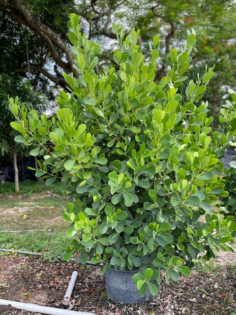 clusia-guttifera-small-leaf-clusia