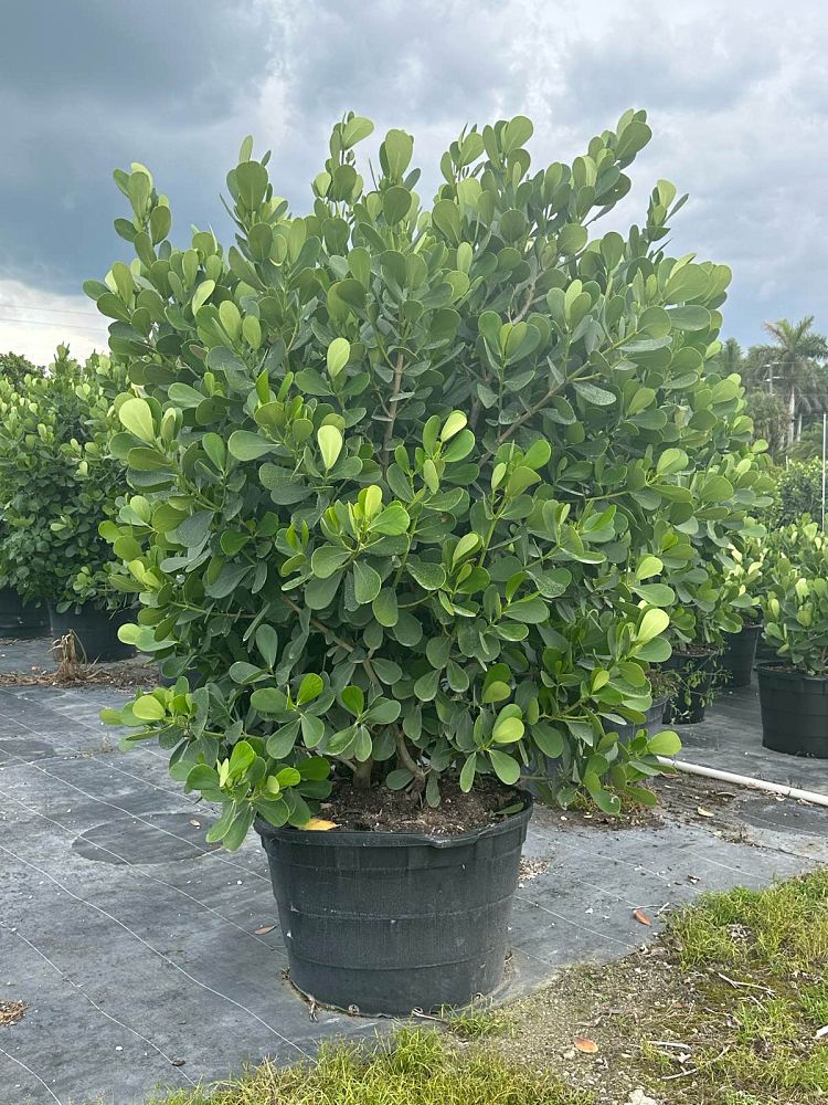 clusia-guttifera-small-leaf-clusia