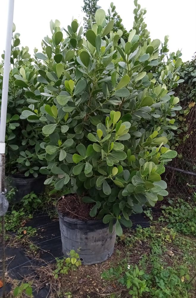 clusia-guttifera-small-leaf-clusia