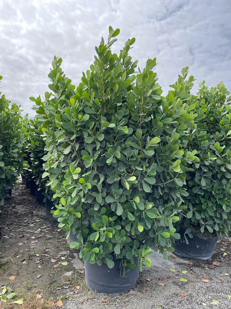 clusia-guttifera-small-leaf-clusia