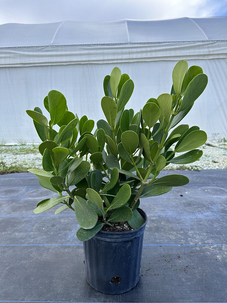 clusia-guttifera-small-leaf-clusia