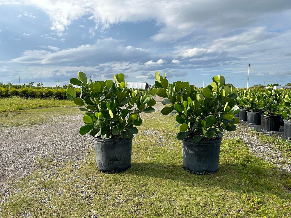 clusia-guttifera-small-leaf-clusia