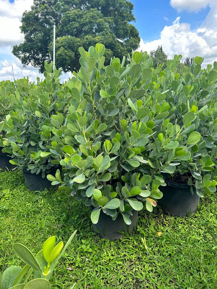 clusia-guttifera-small-leaf-clusia