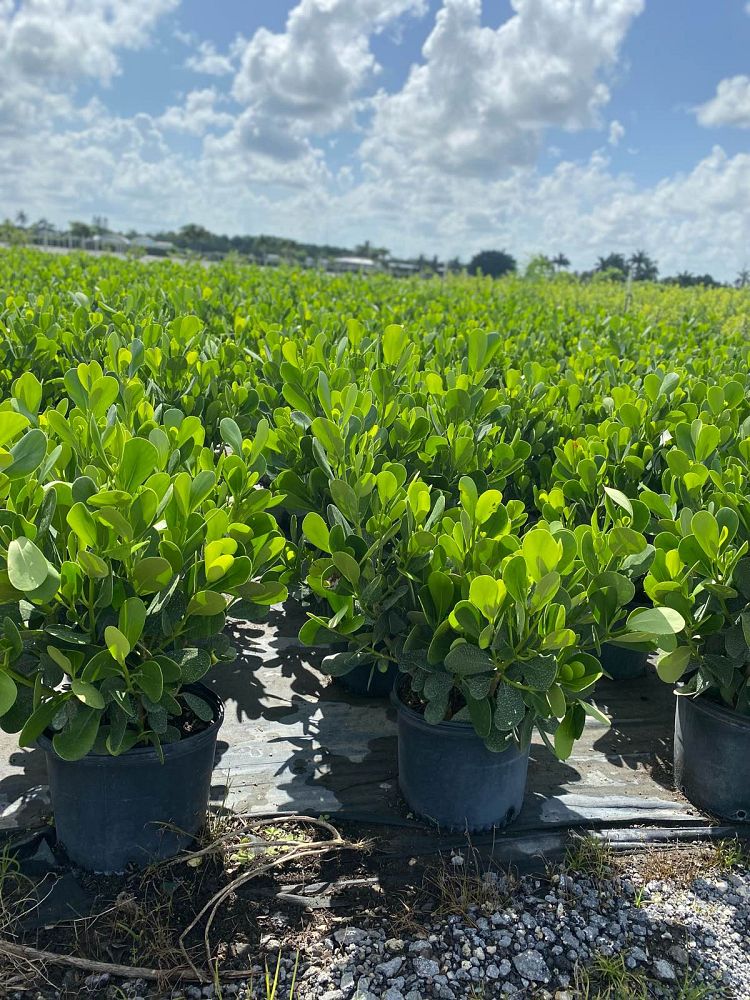 clusia-guttifera-small-leaf-clusia