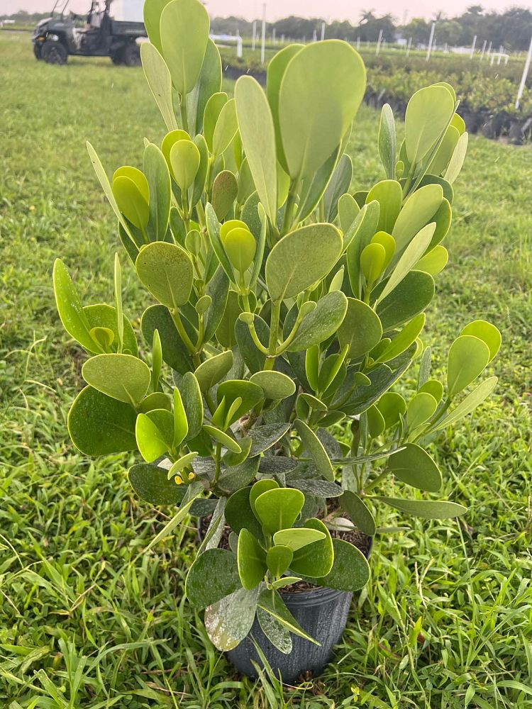 clusia-guttifera-small-leaf-clusia