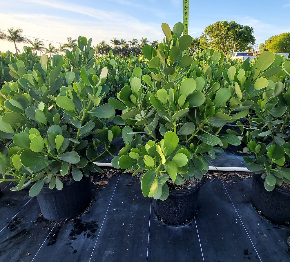 clusia-guttifera-small-leaf-clusia