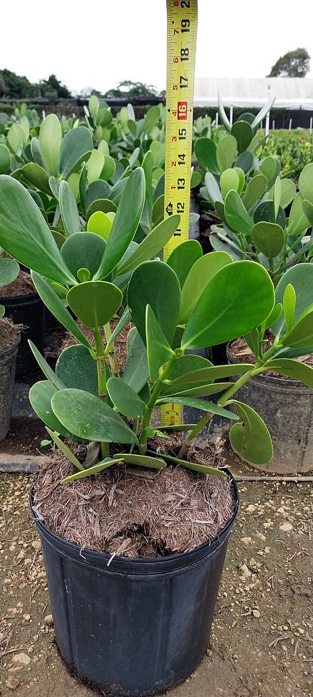 clusia-guttifera-small-leaf-clusia