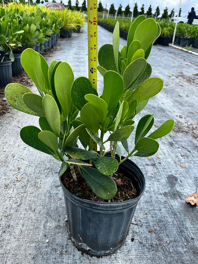 clusia-guttifera-small-leaf-clusia