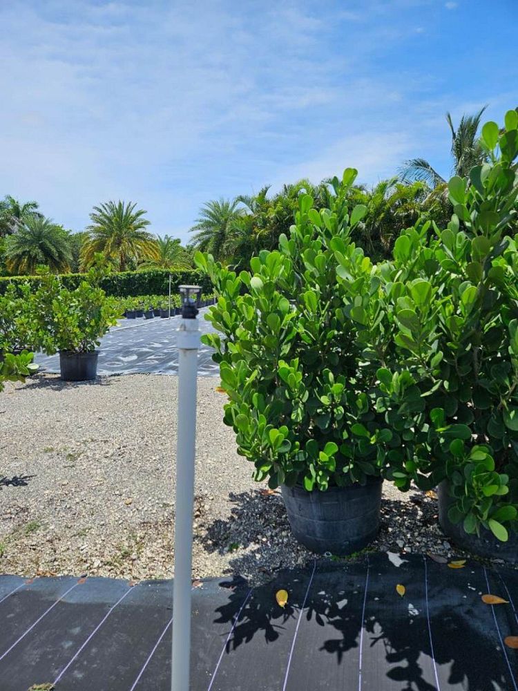 clusia-guttifera-small-leaf-clusia