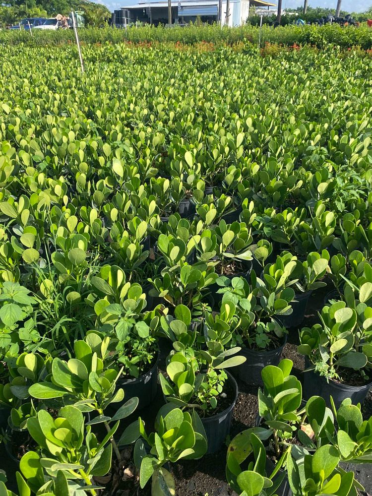 clusia-guttifera-small-leaf-clusia