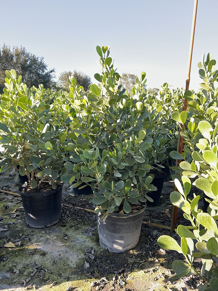clusia-guttifera-small-leaf-clusia