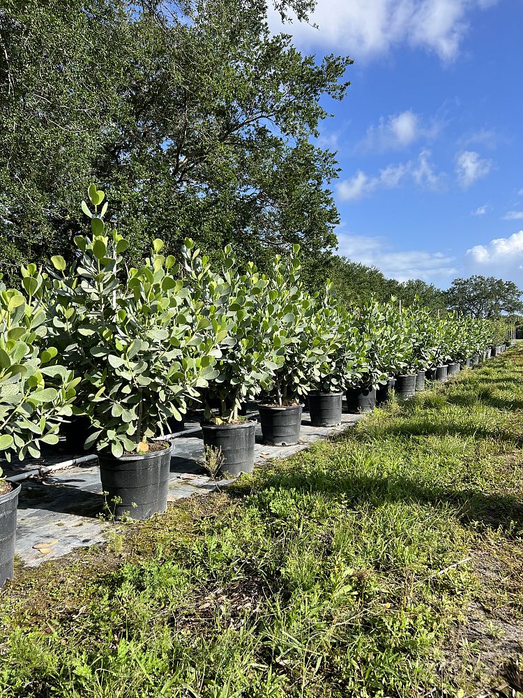 clusia-guttifera-small-leaf-clusia