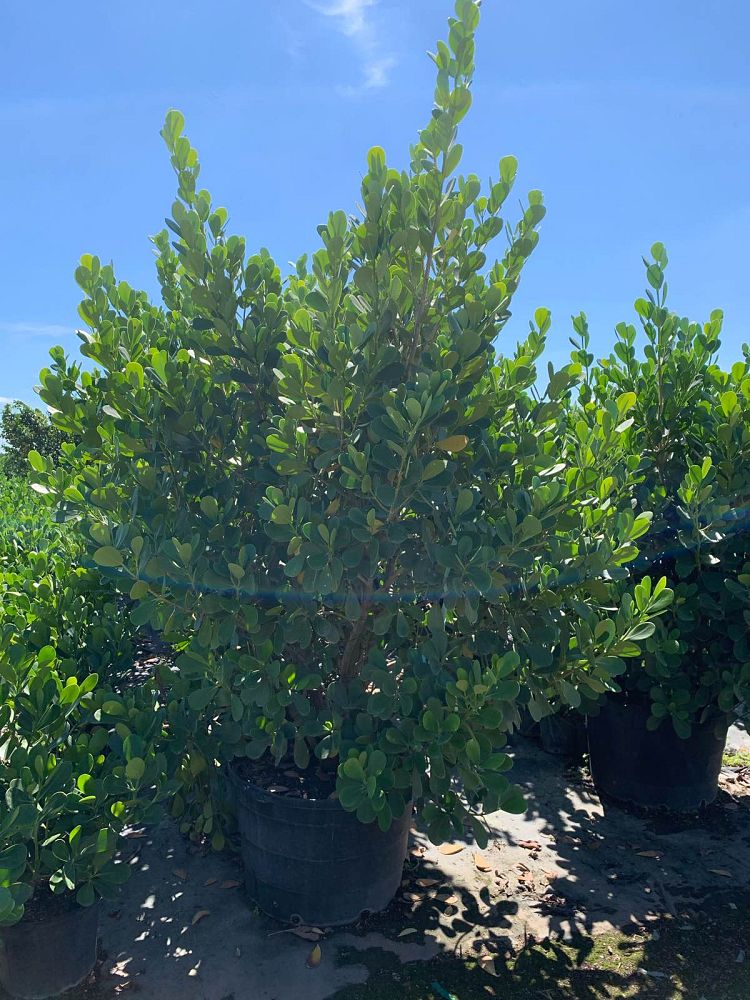 clusia-guttifera-small-leaf-clusia