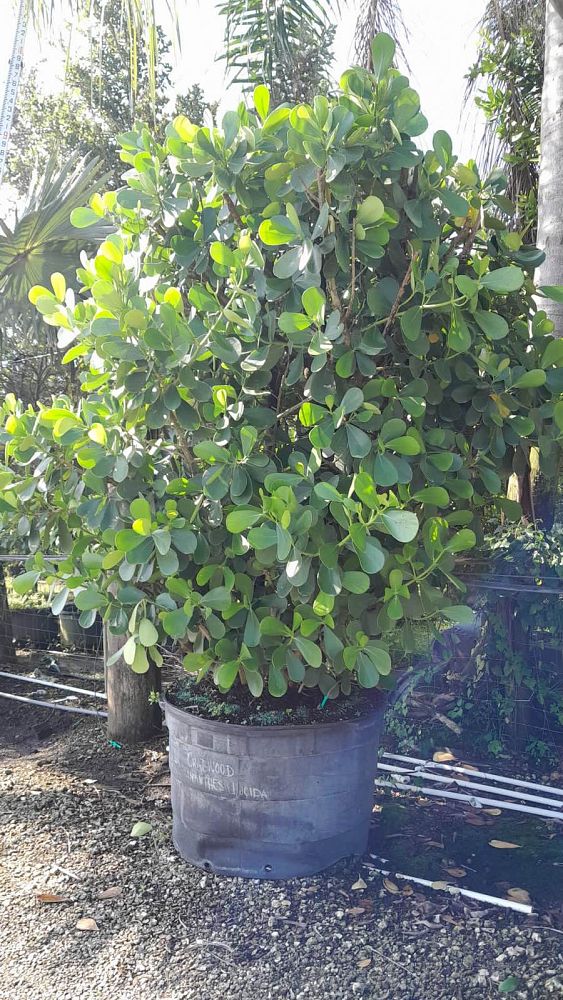 clusia-guttifera-small-leaf-clusia