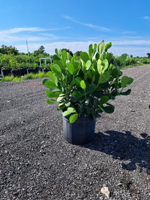 clusia-guttifera-small-leaf-clusia
