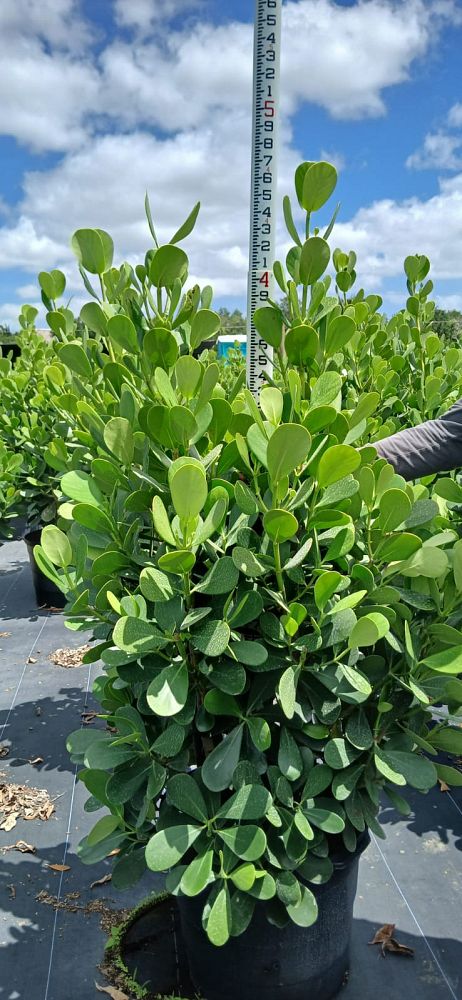 clusia-guttifera-small-leaf-clusia