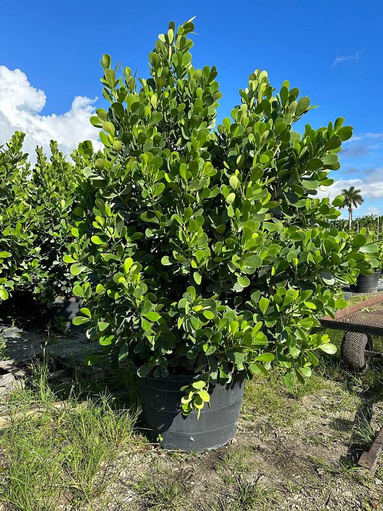 clusia-guttifera-small-leaf-clusia