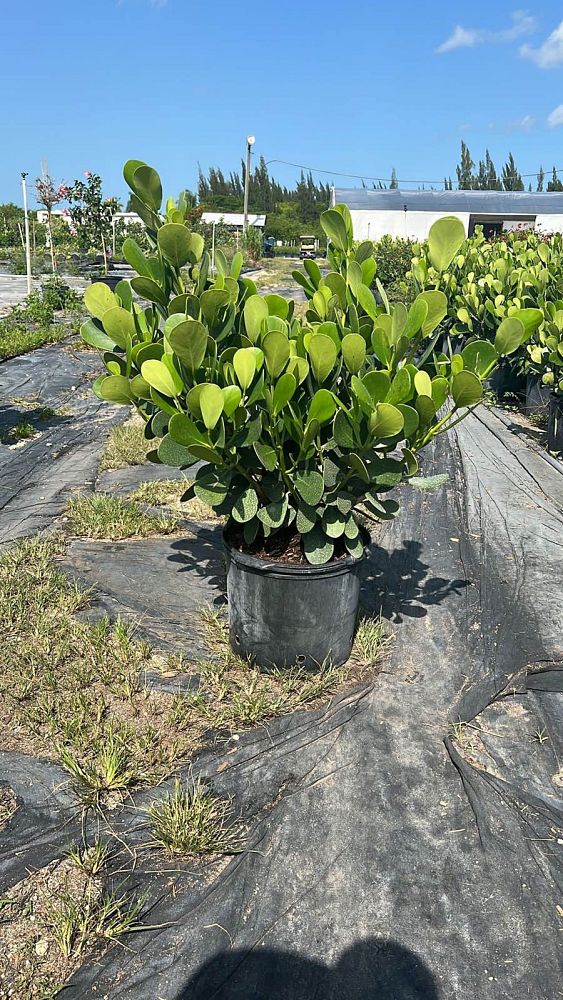 clusia-guttifera-small-leaf-clusia