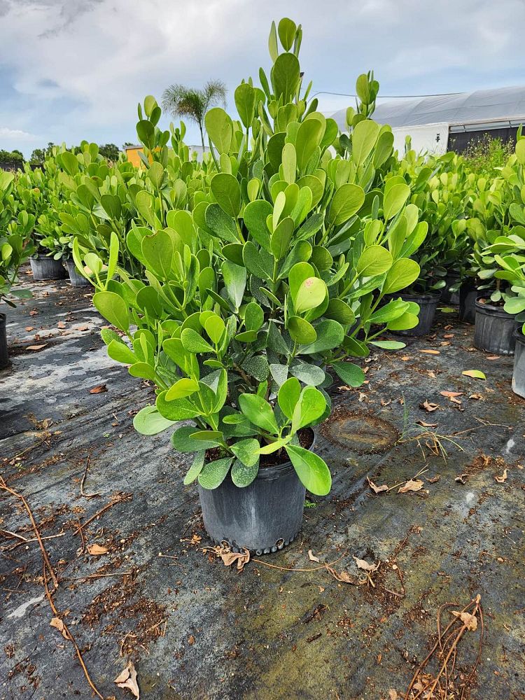 clusia-guttifera-small-leaf-clusia