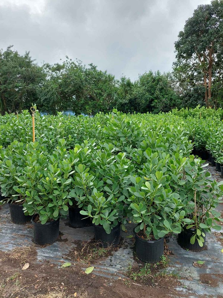 clusia-guttifera-small-leaf-clusia