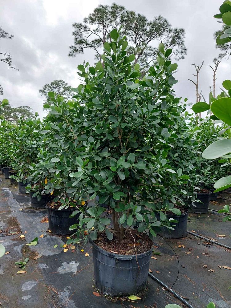 clusia-guttifera-small-leaf-clusia