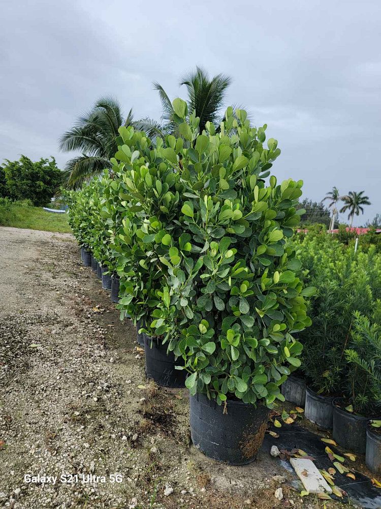 clusia-guttifera-small-leaf-clusia