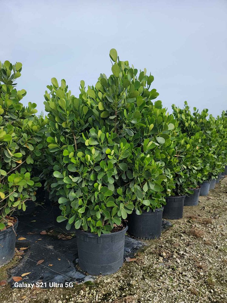 clusia-guttifera-small-leaf-clusia