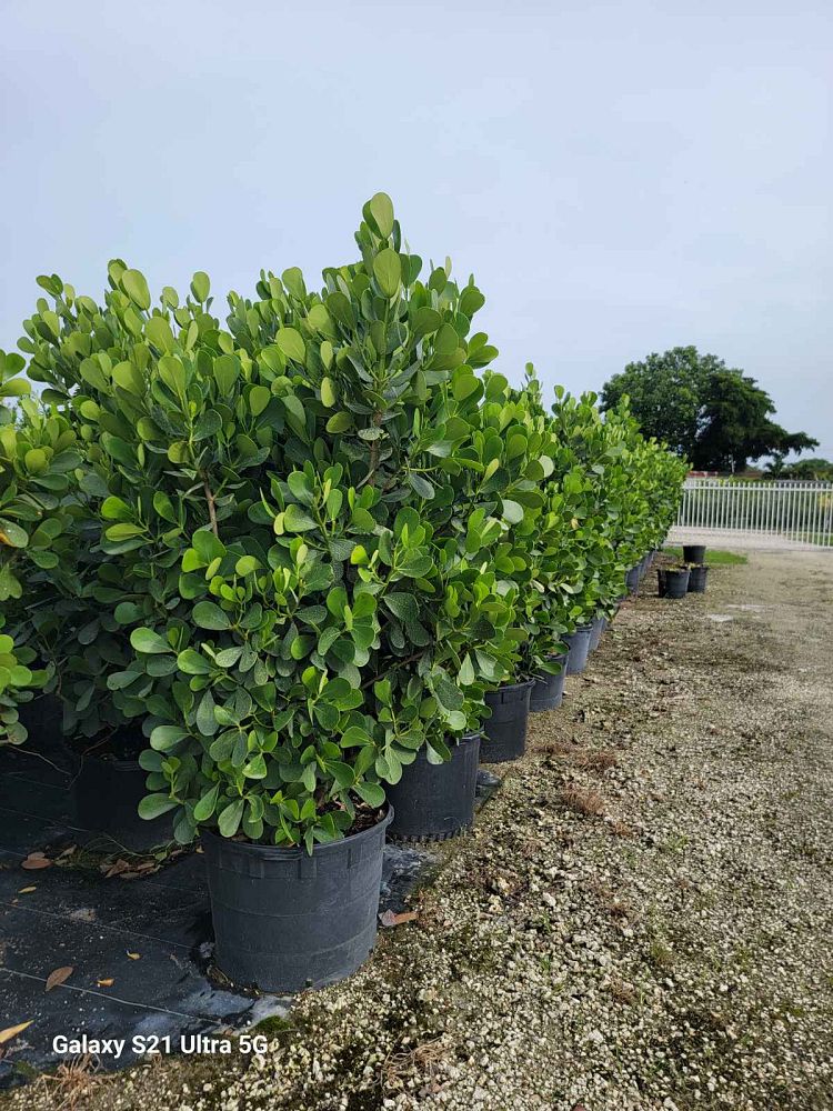 clusia-guttifera-small-leaf-clusia