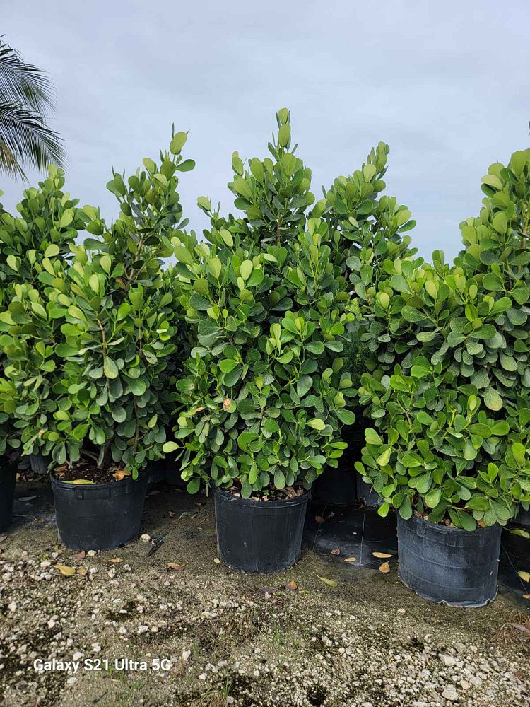 clusia-guttifera-small-leaf-clusia