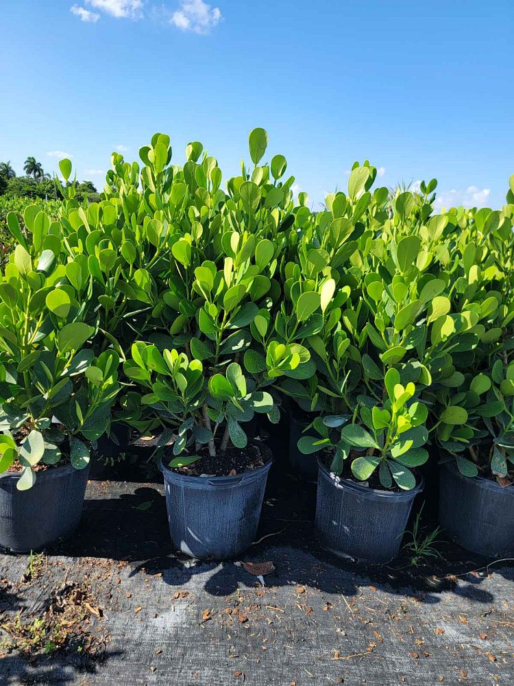 clusia-guttifera-small-leaf-clusia