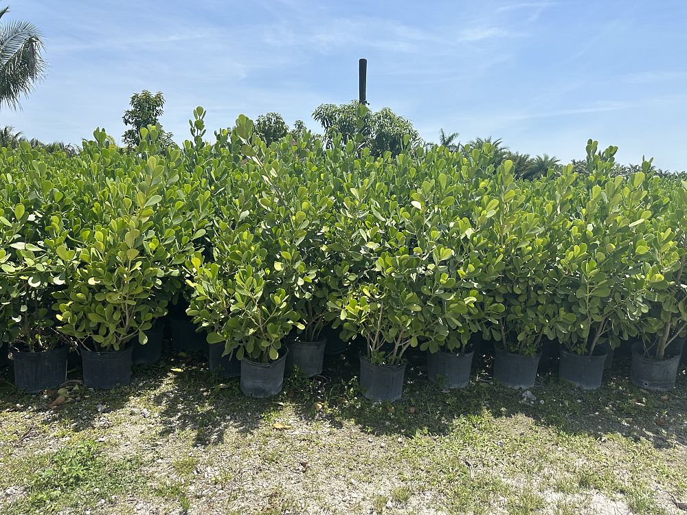 clusia-guttifera-small-leaf-clusia