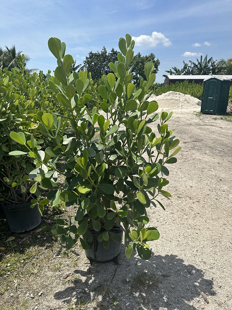 clusia-guttifera-small-leaf-clusia