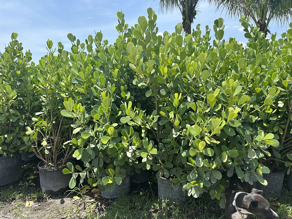 clusia-guttifera-small-leaf-clusia