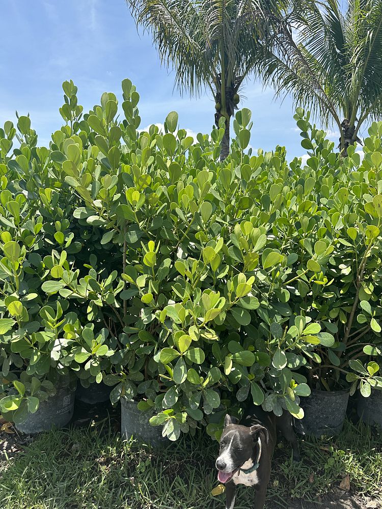 clusia-guttifera-small-leaf-clusia