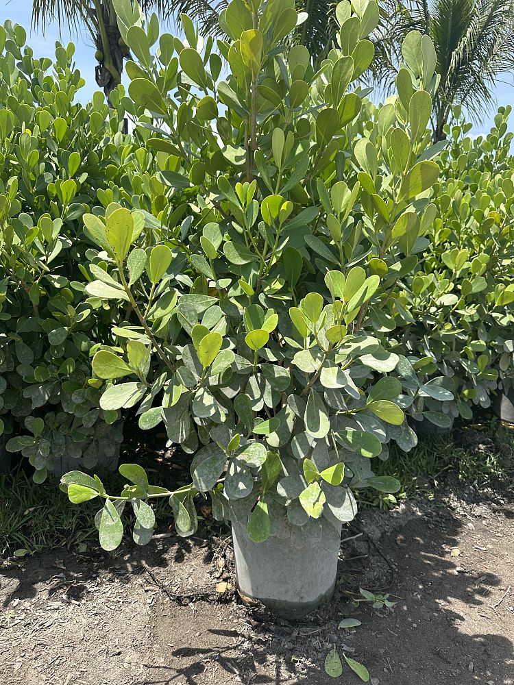 clusia-guttifera-small-leaf-clusia