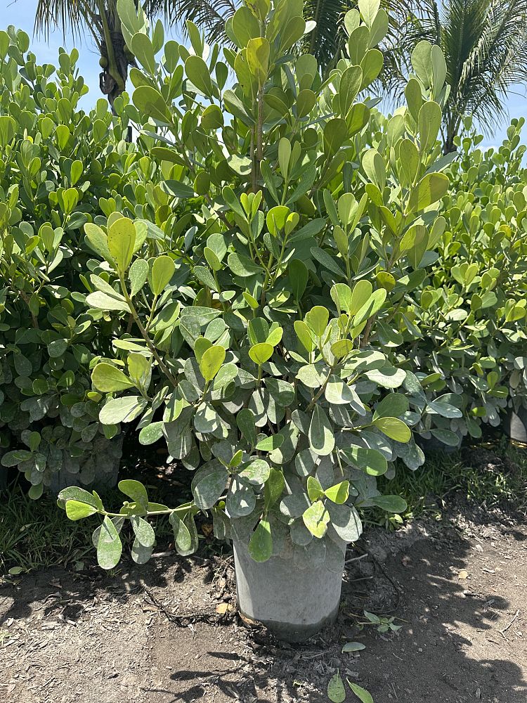 clusia-guttifera-small-leaf-clusia