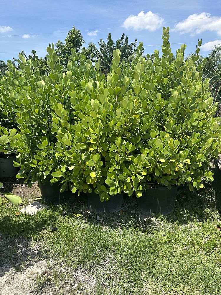clusia-guttifera-small-leaf-clusia