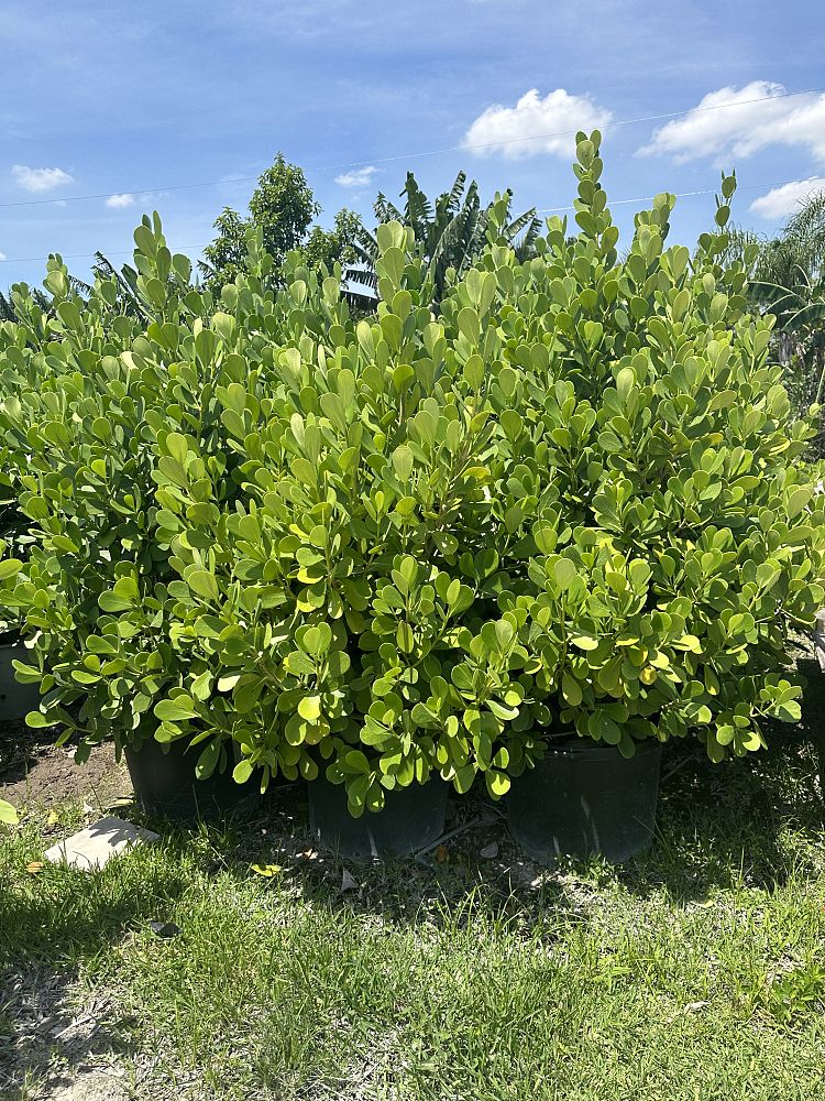 clusia-guttifera-small-leaf-clusia