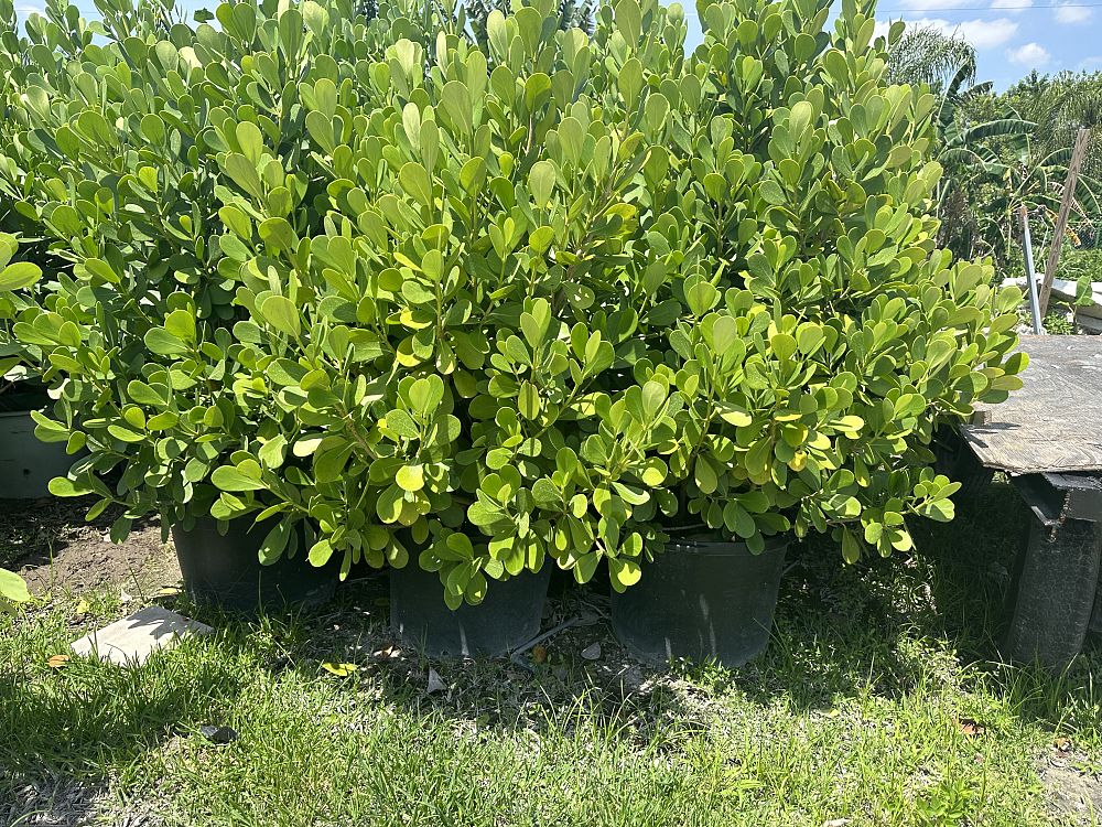 clusia-guttifera-small-leaf-clusia