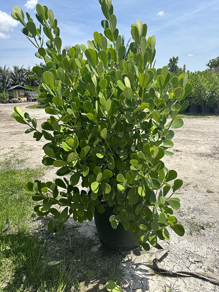 clusia-guttifera-small-leaf-clusia