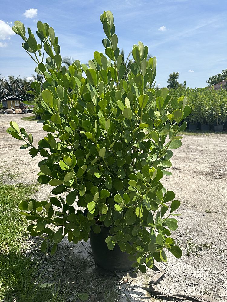 clusia-guttifera-small-leaf-clusia