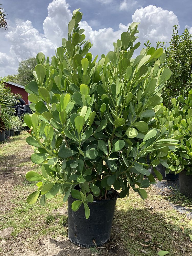 clusia-guttifera-small-leaf-clusia
