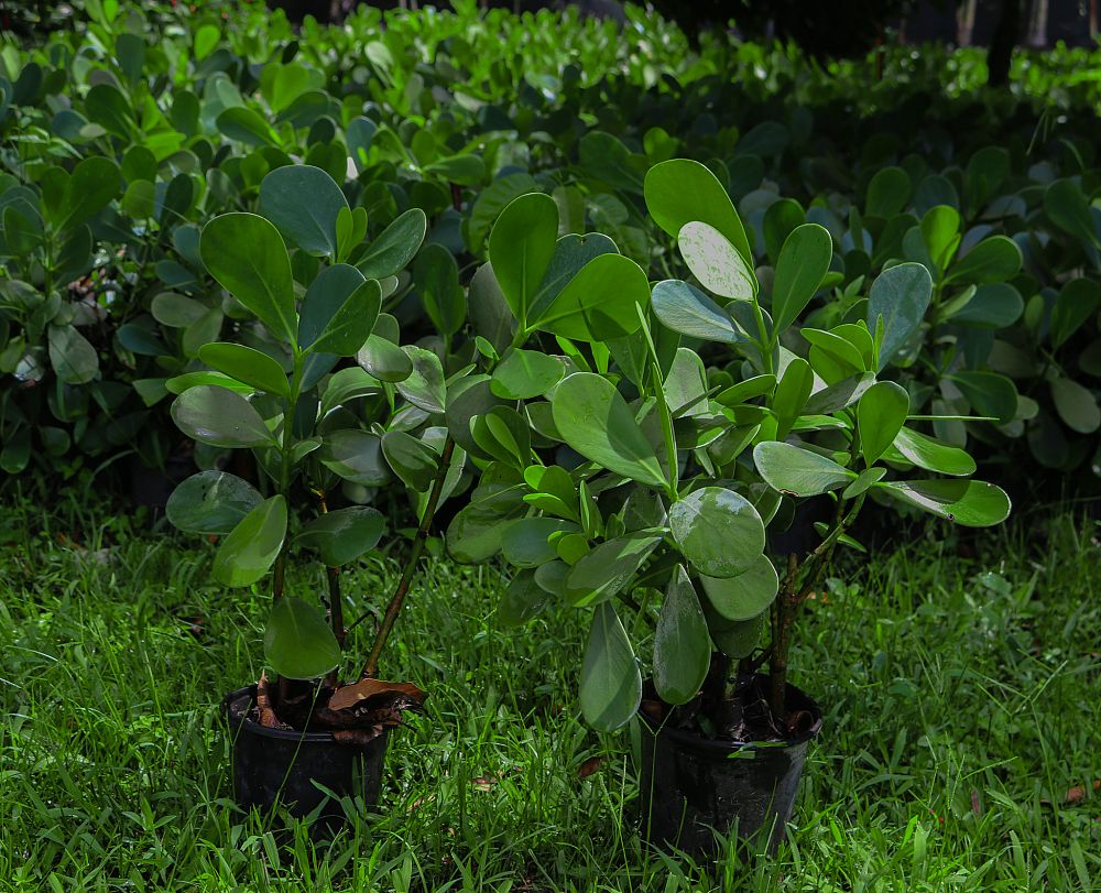 clusia-guttifera-small-leaf-clusia