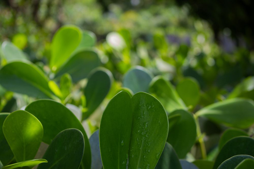 clusia-guttifera-small-leaf-clusia