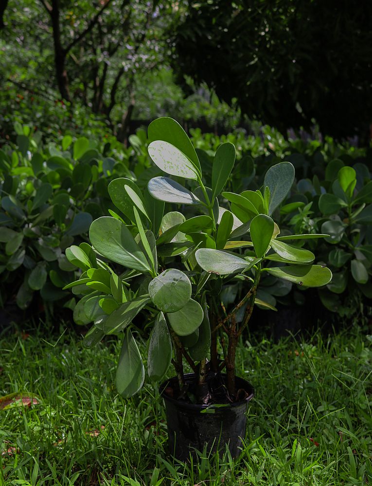 clusia-guttifera-small-leaf-clusia