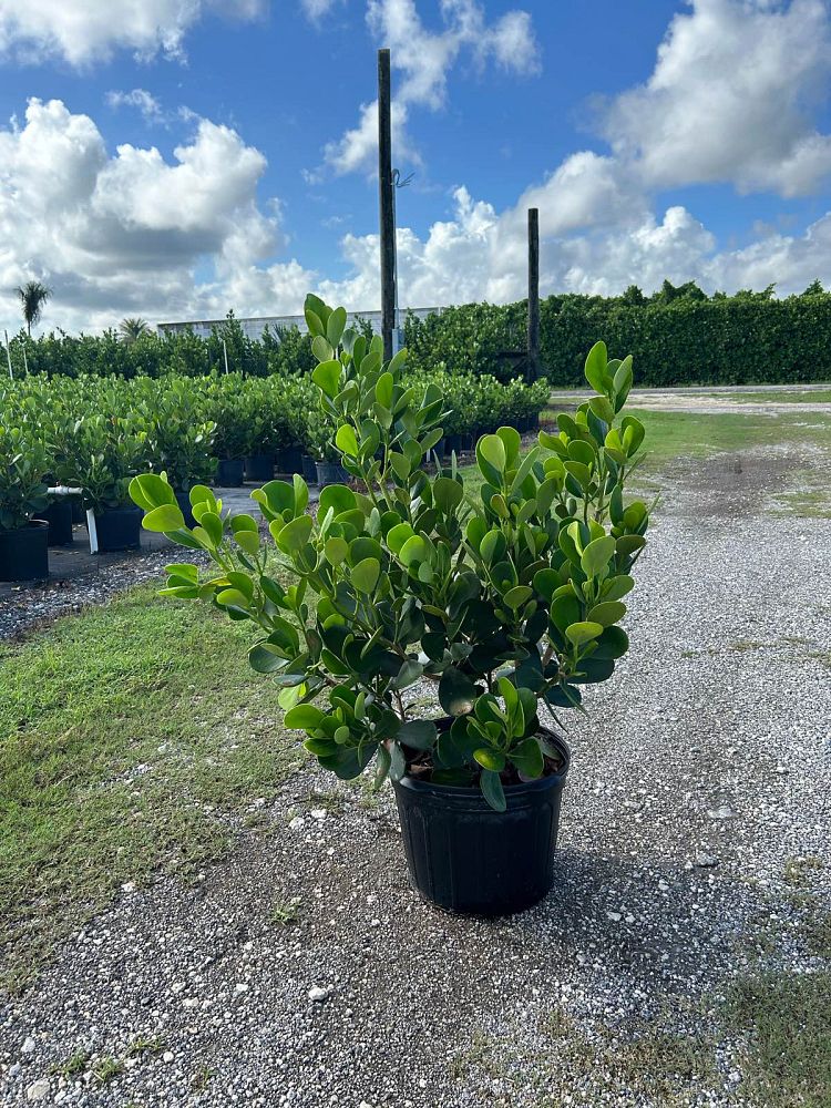 clusia-guttifera-small-leaf-clusia