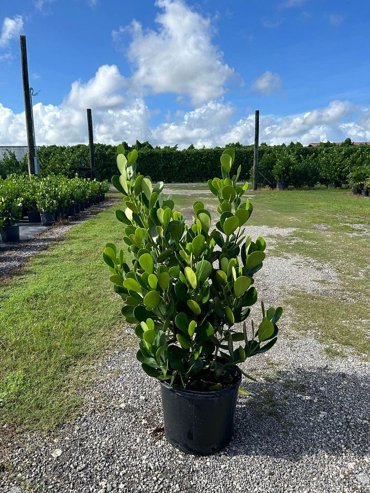 clusia-guttifera-small-leaf-clusia
