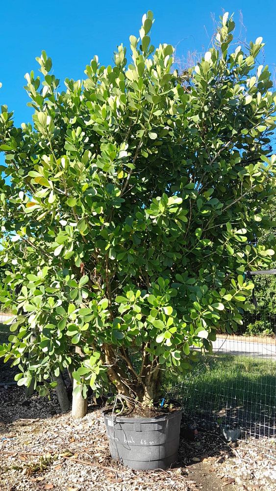 clusia-guttifera-small-leaf-clusia