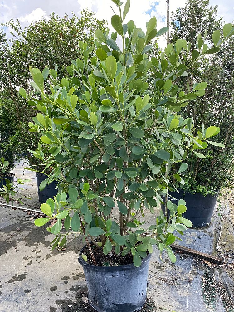 clusia-guttifera-small-leaf-clusia