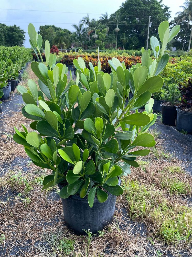 clusia-guttifera-small-leaf-clusia